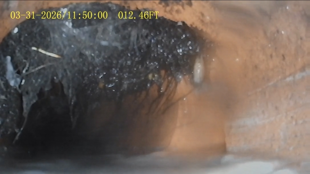 Root intrusion visible on a sewer scope camera inside a residential lateral line
